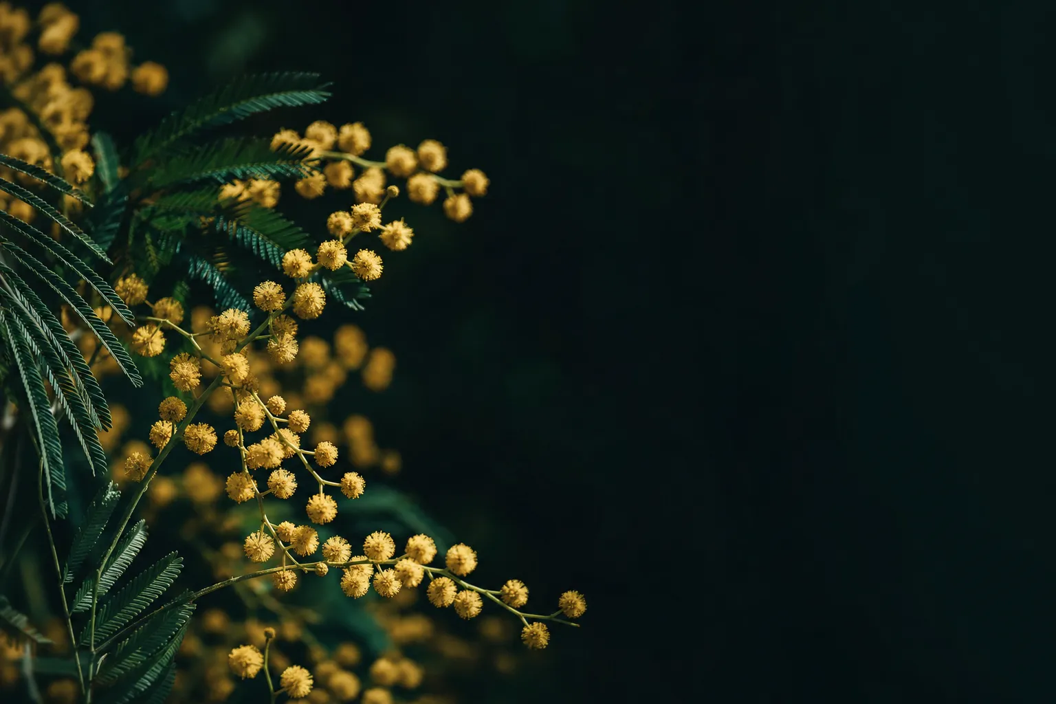 Golden wattle blossoms and fern-like leaves against a deep green-black background, one branch catching warm light